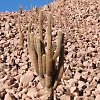 Vai alla scheda di Echinopsis atacamensis