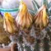 Vai alla scheda di Echinopsis aurea