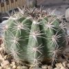 Vai alla scheda di Echinopsis boyuibensis