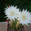 Vai alla scheda di Echinopsis calochlora