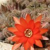 Vai alla scheda di Echinopsis chamaecereus