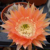 Vai alla scheda di Echinopsis cv. andenken an fric