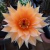 Vai alla scheda di Echinopsis cv. aphrodite