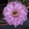 Vai alla scheda di Echinopsis cv. attila