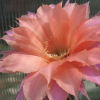 Vai alla scheda di Echinopsis cv. beautiful dreamer