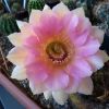 Vai alla scheda di Echinopsis cv. berenice