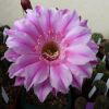 Vai alla scheda di Echinopsis cv. brigitte's beauty