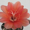 Vai alla scheda di Echinopsis cv. bruna