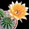 Vai alla scheda di Echinopsis cv. candel light