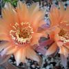 Vai alla scheda di Echinopsis cv. champagner