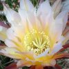 Vai alla scheda di Echinopsis cv. danisa