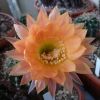 Vai alla scheda di Echinopsis cv. daydream