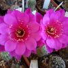 Vai alla scheda di Echinopsis cv. dessau