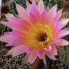 Vai alla scheda di Echinopsis cv. flamenco