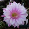 Vai alla scheda di Echinopsis cv. galaxy