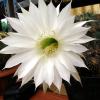 Vai alla scheda di Echinopsis cv. haku-jo