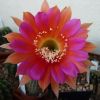 Vai alla scheda di Echinopsis cv. helle flamme