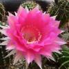 Vai alla scheda di Echinopsis cv. herbert baierl