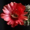 Vai alla scheda di Echinopsis cv. hot lips