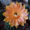 Vai alla scheda di Echinopsis cv. impulse