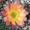 Vai alla scheda di Echinopsis cv. joker