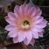 Vai alla scheda di Echinopsis cv. kira