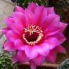 Vai alla scheda di Echinopsis cv. magenta