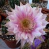 Vai alla scheda di Echinopsis cv. marathon