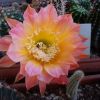 Vai alla scheda di Echinopsis cv. margareth martin