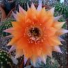 Vai alla scheda di Echinopsis cv. oriole