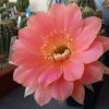 Vai alla scheda di Echinopsis cv. paradox