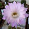 Vai alla scheda di Echinopsis cv. princess anne