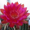 Vai alla scheda di Echinopsis cv. raoul wallenberg