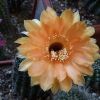 Vai alla scheda di Echinopsis cv. samantha smith