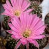 Vai alla scheda di Echinopsis cv. sansibar