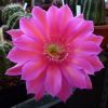 Vai alla scheda di Echinopsis cv. sorceress