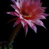 Vai alla scheda di Echinopsis cv. spring blush