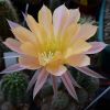 Vai alla scheda di Echinopsis cv. starlight express