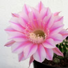 Vai alla scheda di Echinopsis cv. stars and stripes