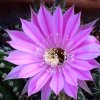 Vai alla scheda di Echinopsis cv. sterntaler