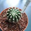 Vai alla scheda di Echinopsis cv. summertime