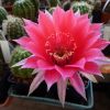 Vai alla scheda di Echinopsis cv. temptress