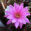 Vai alla scheda di Echinopsis cv. violet's beauty