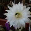 Vai alla scheda di Echinopsis cv. winterset