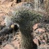 Vai alla scheda di Echinopsis deserticola f. cristata