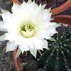 Vai alla scheda di Echinopsis eyriesii