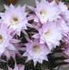 Vai alla scheda di Echinopsis eyriesii x multiplex