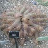 Vai alla scheda di Echinopsis huascha