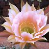 Vai alla scheda di Echinopsis hybrida