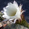 Vai alla scheda di Echinopsis hystrichoides kermesina